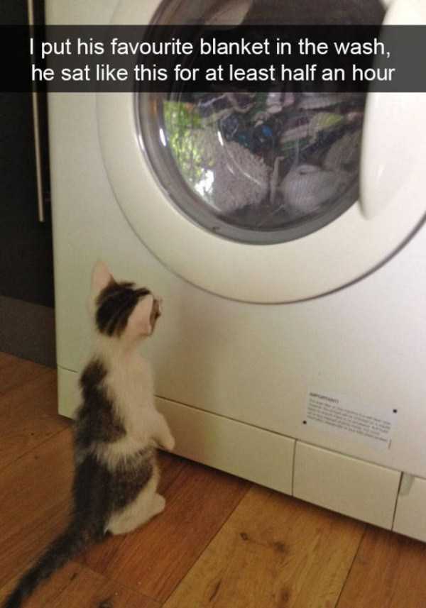 50 Snapchats Improved With Funny Cats (50 photos)