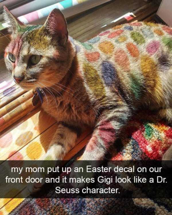 50 Snapchats Improved With Funny Cats (50 photos)