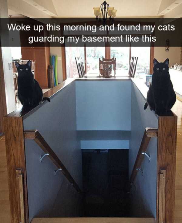 50 Snapchats Improved With Funny Cats (50 photos)