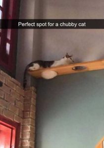 hilarious cat snapchats 27 210x300