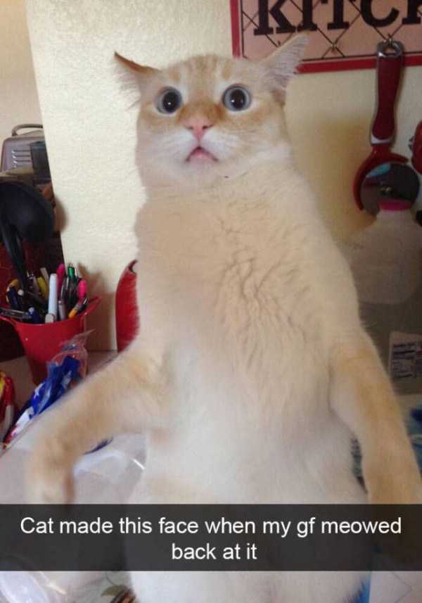 50 Snapchats Improved With Funny Cats (50 photos)