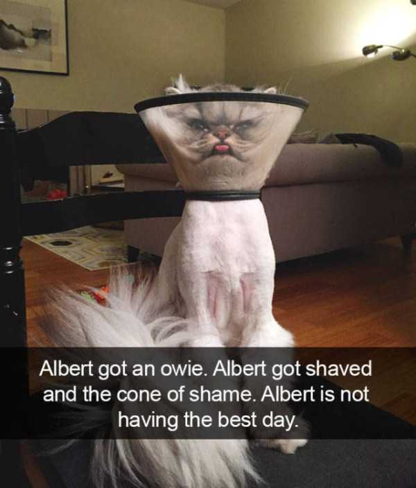 50 Snapchats Improved With Funny Cats (50 photos)
