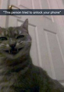 hilarious cat snapchats 4 210x300