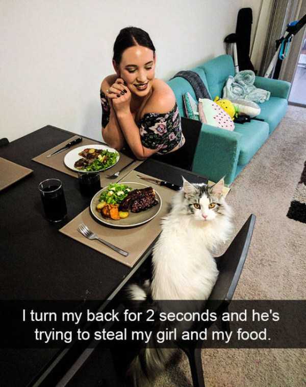 50 Snapchats Improved With Funny Cats (50 photos)