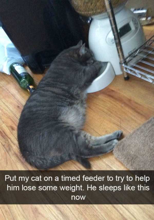 50 Snapchats Improved With Funny Cats (50 photos)