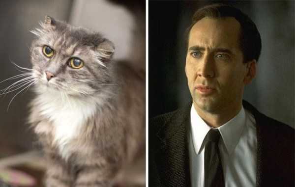 32 Funny Pictures Of Celebs And Their Animal Doppelgangers (32 photos)