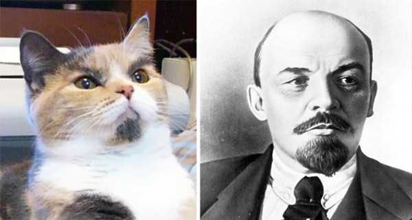 32 Funny Pictures Of Celebs And Their Animal Doppelgangers (32 photos)