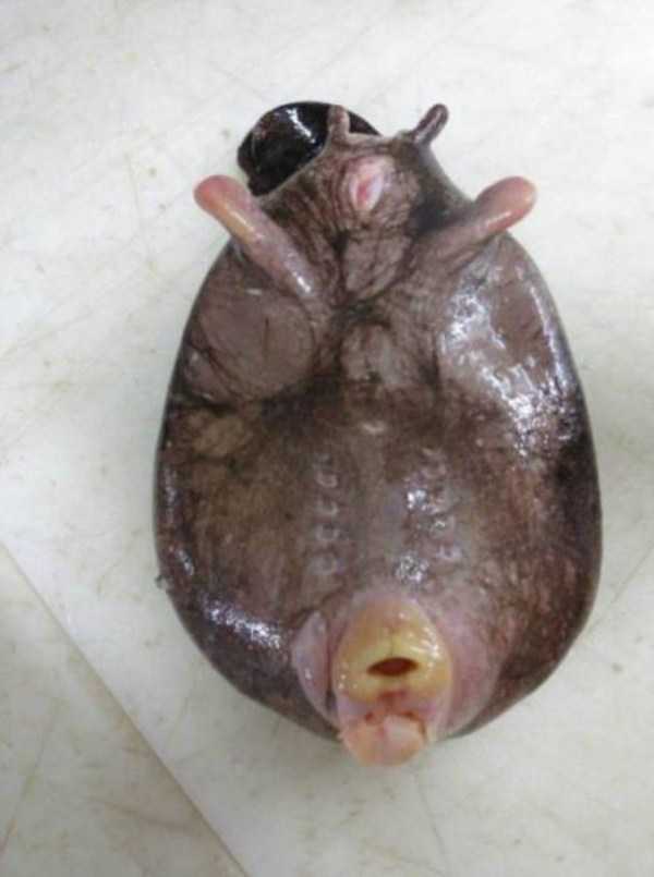 Creepy Ocean Creatures That Will Scare The Crap Out Of You (23 photos)