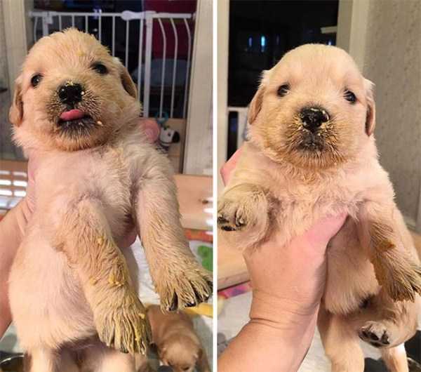 30 Pics Of Golden Retriever Puppies That Will Melt Your Heart (30 photos)