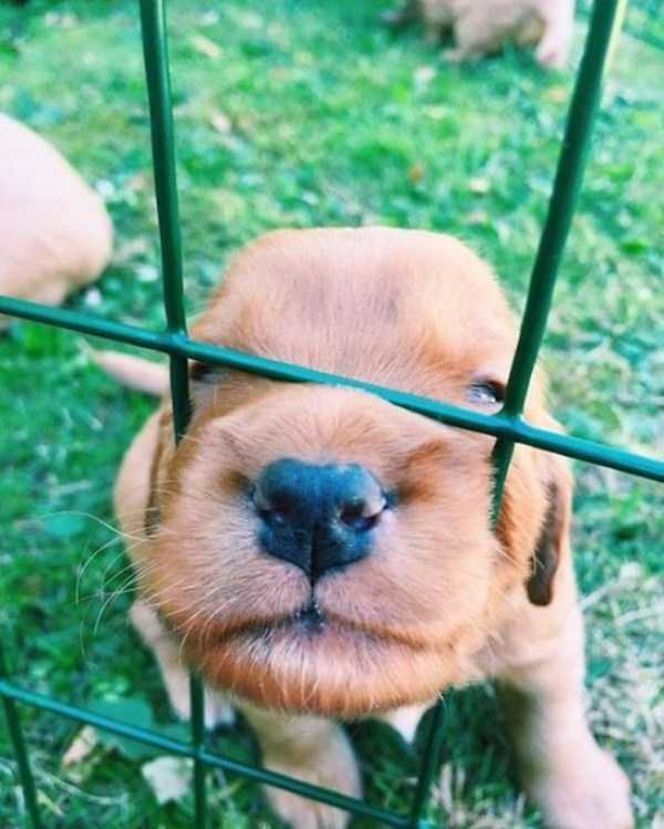 30 Pics Of Golden Retriever Puppies That Will Melt Your Heart (30 photos)