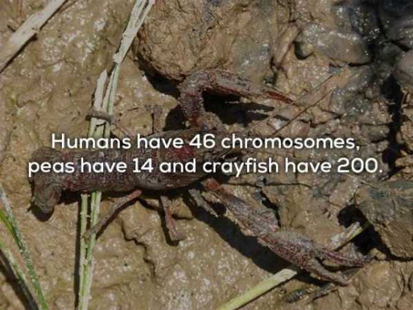 human body facts 9