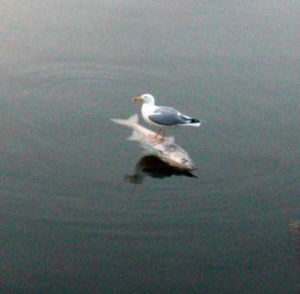 That Weird Side of the Internet – Part 21 (29 photos)