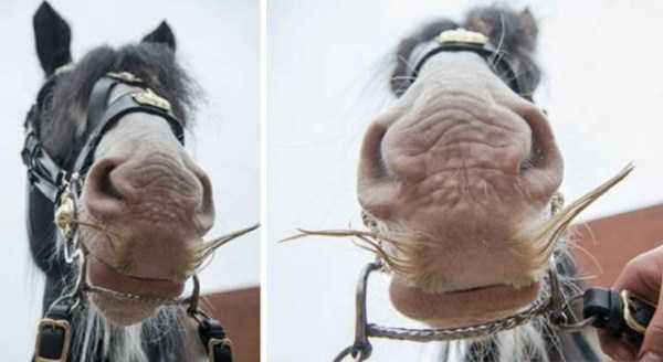 Horses With Moustaches? Sounds Ridiculous, I Know (27 photos)
