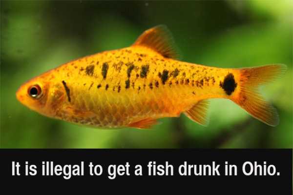 28 Crazy Law Related Facts (28 photos)