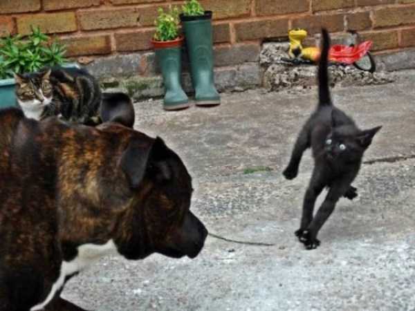 pics taken at the perfect moment 16 45 Perfectly Timed Photos