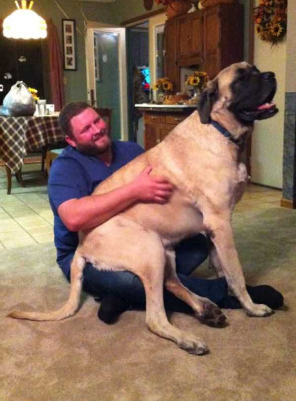 really big dogs 50
