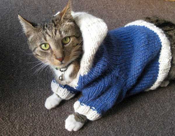 Cats In Hoodies Are Simply Irresistible (60 photos)