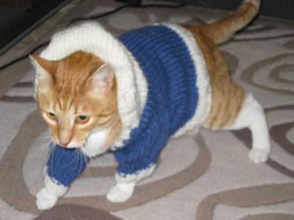 Cats In Hoodies Are Simply Irresistible (60 photos)