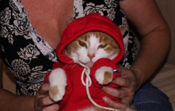 Cats In Hoodies Are Simply Irresistible (60 photos)