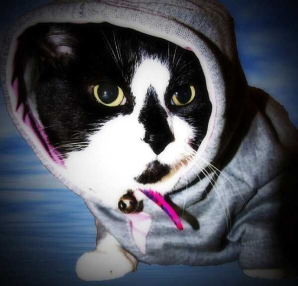 Cats In Hoodies Are Simply Irresistible (60 photos)
