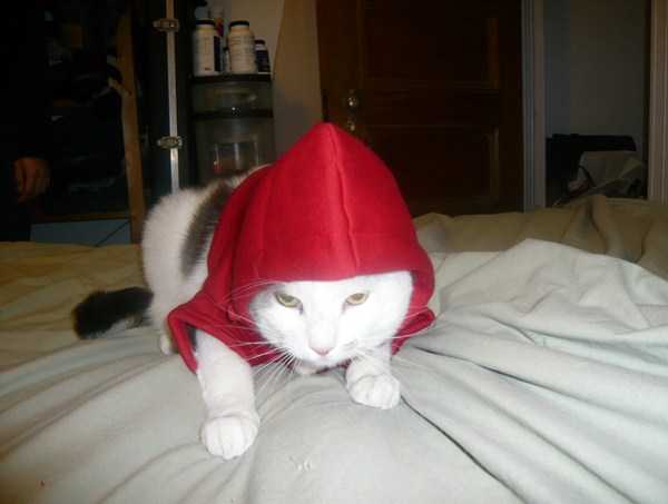 Cats In Hoodies Are Simply Irresistible (60 photos)