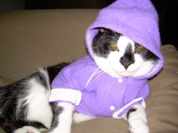 Cats In Hoodies Are Simply Irresistible (60 photos)