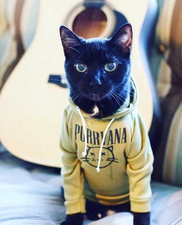 Cats In Hoodies Are Simply Irresistible (60 photos)