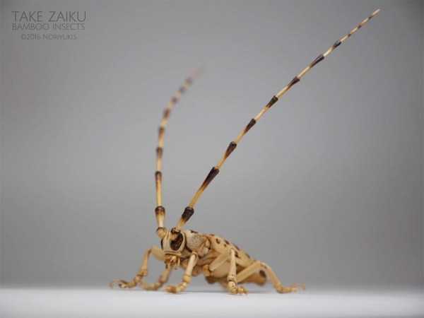 noriyuki saitoh bamboo insects 7