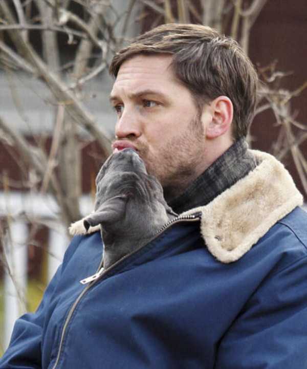 Tom Hardy Truly Loves Dogs (31 photos)