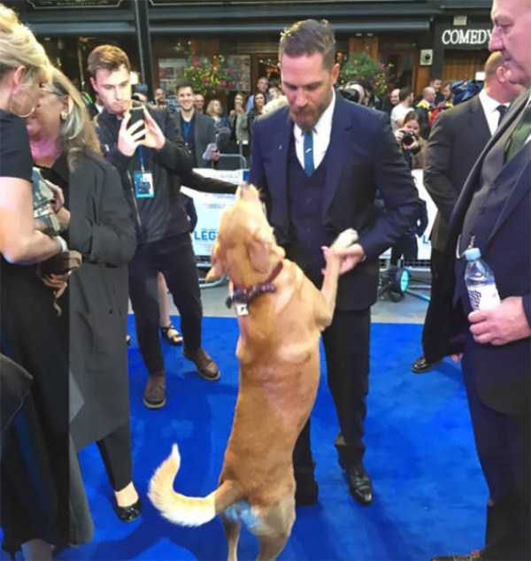 Tom Hardy Truly Loves Dogs (31 photos)