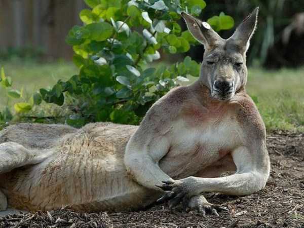 Animals Trying To Look Seductive (17 photos)