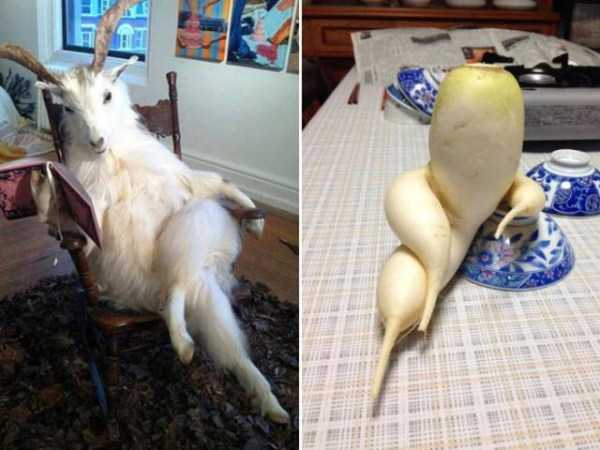 Animals Trying To Look Seductive (17 photos)