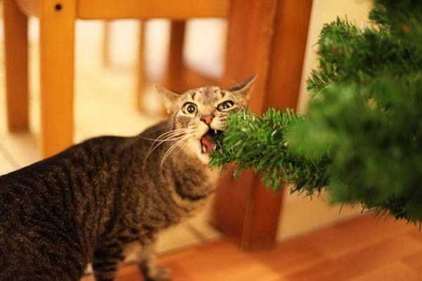 Cats And Dogs That Really Hate The Holidays (35 photos)