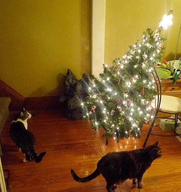 Cats And Dogs That Really Hate The Holidays (35 photos)