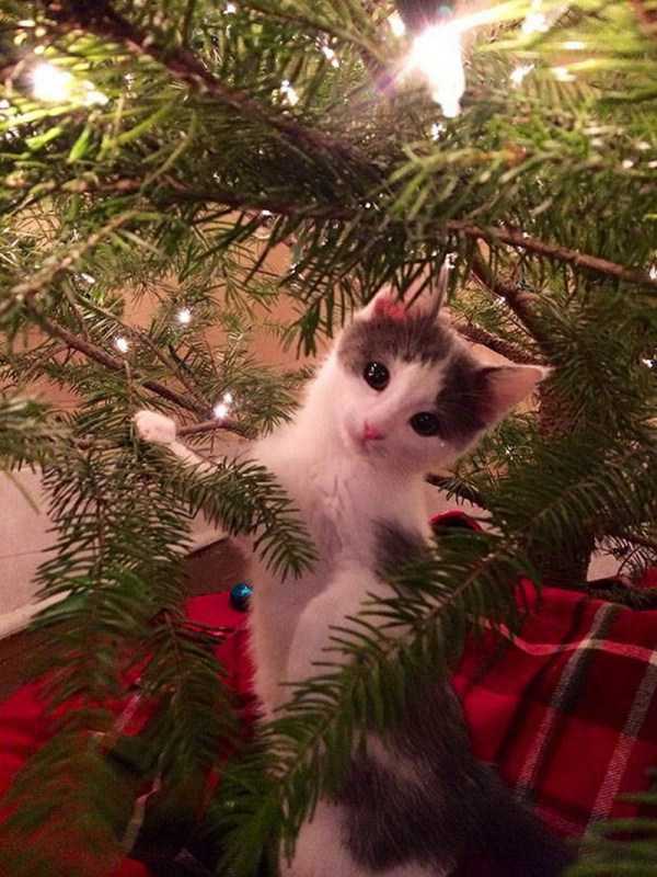 Cats And Dogs That Really Hate The Holidays (35 photos)