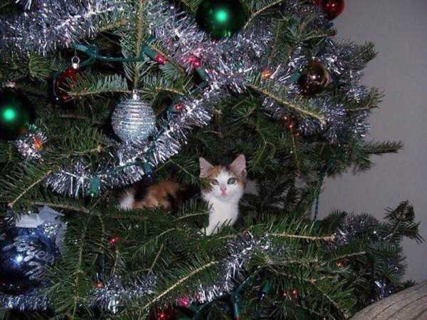 Cats And Dogs That Really Hate The Holidays (35 photos)