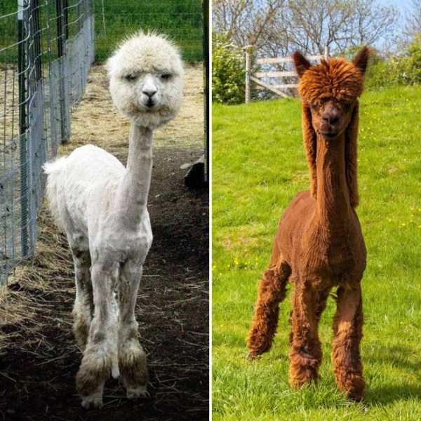 15 Hilarious Pictures Of Shaved Alpacas To Make Your Day (15 photos)