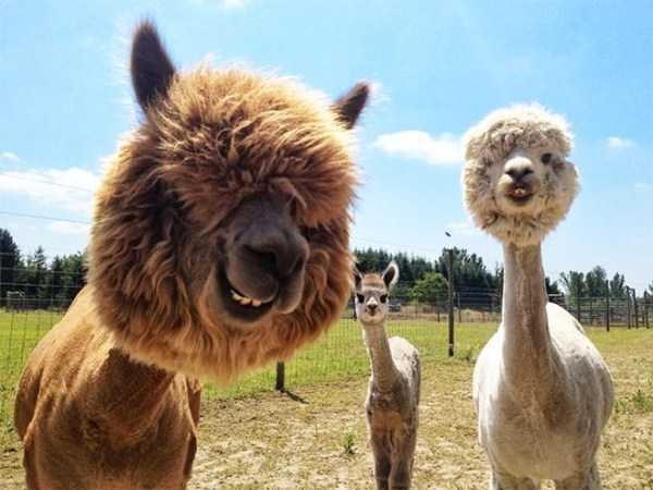15 Hilarious Pictures Of Shaved Alpacas To Make Your Day (15 photos)