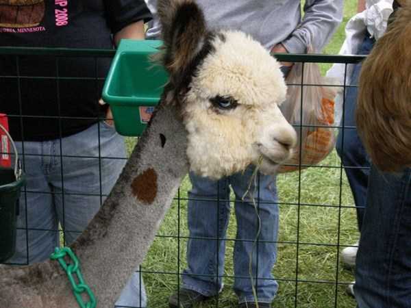 15 Hilarious Pictures Of Shaved Alpacas To Make Your Day (15 photos)