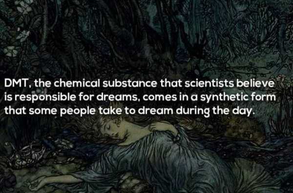 dreaming facts 15