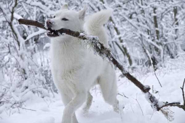 Animals Experiencing Snow For The Very First Time (40 photos)