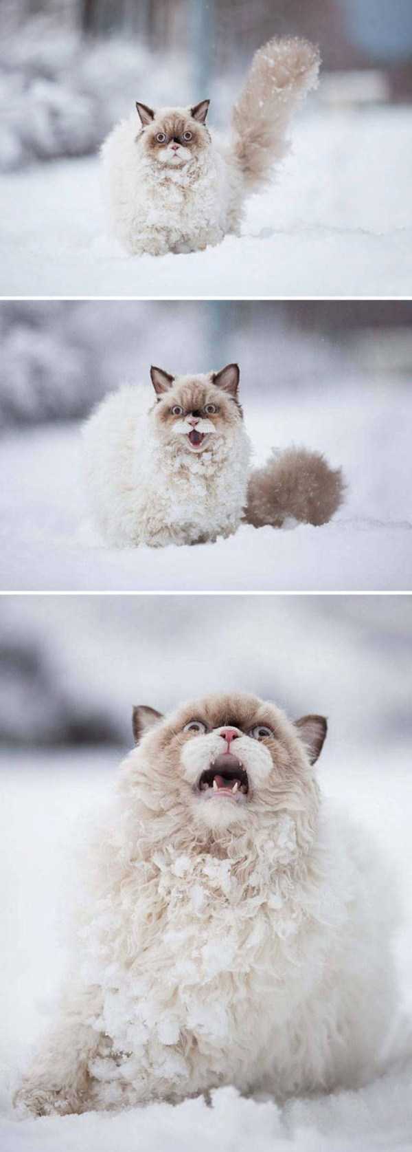 Animals Experiencing Snow For The Very First Time (40 photos)