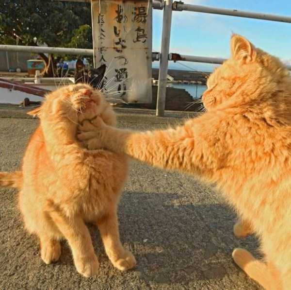 49 Perfectly Timed Photos