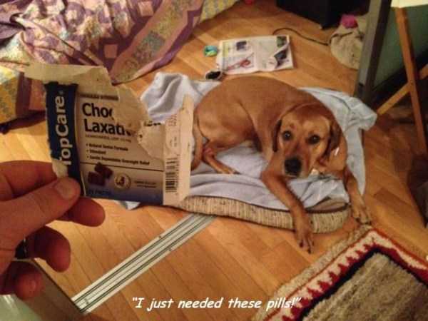 37 Random Pictures With Captions (37 photos)