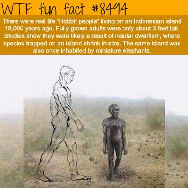 funny facts 13