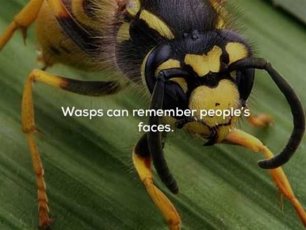 It’s Time For Some Cool And Interesting Facts – Part 63 (63 photos)