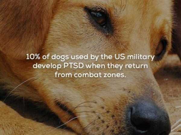 It’s Time For Some Cool And Interesting Facts – Part 63 (63 photos)