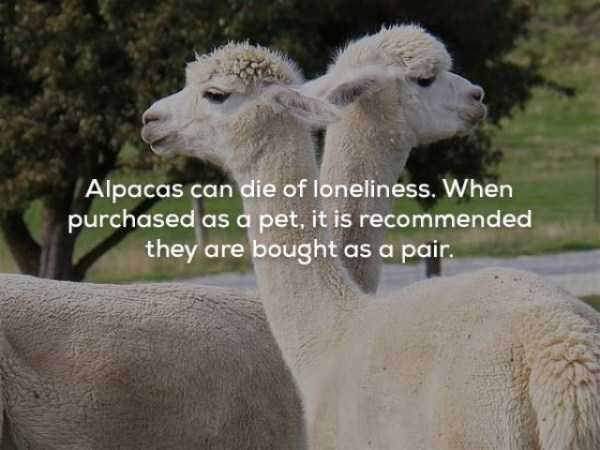 It’s Time For Some Cool And Interesting Facts – Part 63 (63 photos)