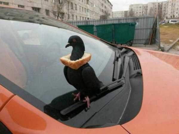 61 WTF Photos From The Planet Russia