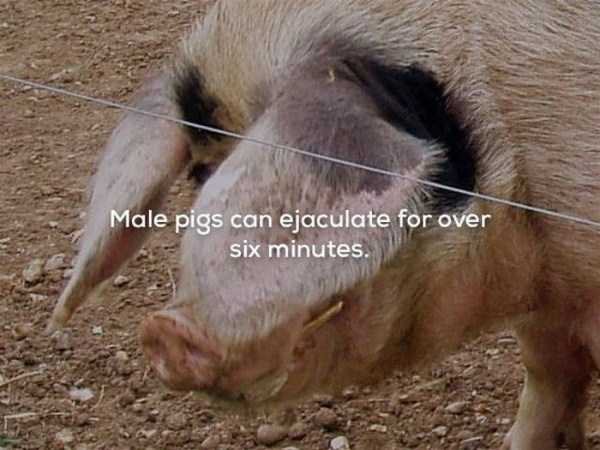 It’s Time For Some Cool And Interesting Facts – Part 64 (32 photos)